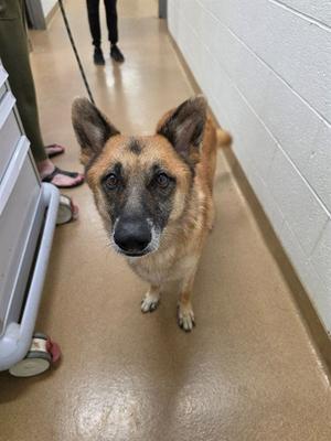 A German Shepherd dog standing in a hallway, looking directly at the camera.