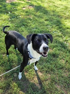 BROOKLYN, Labrador Retriever, senior, available for adoption