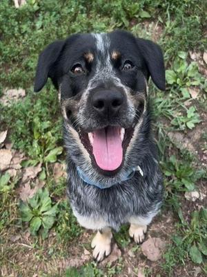 A happy dog with a black and gray coat, standing on grass and looking up with its mouth open and tongue out.