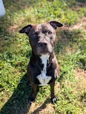 DIESEL, Pit Bull Terrier, adult, available for adoption