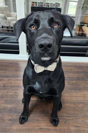 ACETENN, Labrador Retriever, young, available for adoption