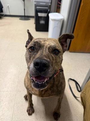 TILLY, American Pit Bull Terrier, senior, available for adoption
