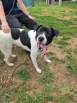 A black and white dog with a happy expression, standing on grass with a person sitting behind it.