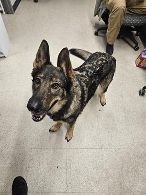 NYX, German Shepherd Dog, adult, available for adoption