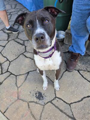 TYSON, Pit Bull Terrier, senior, available for adoption
