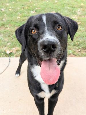 NERO, Labrador Retriever, young, available for adoption