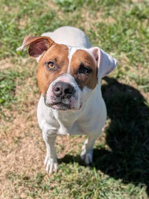 ELTON, Pit Bull Terrier, young, available for adoption