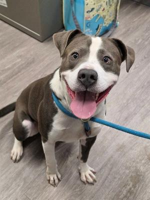 A brown and white dog with a blue leash, sitting on a wooden floor.