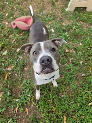 A gray and white dog with a black nose and brown eyes is standing on grass, looking up at the camera. The dog has a pink toy behind it.