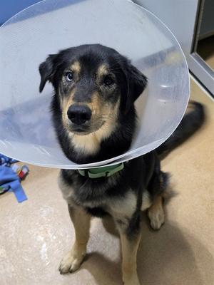 FINN, German Shepherd Dog, adult, available for adoption