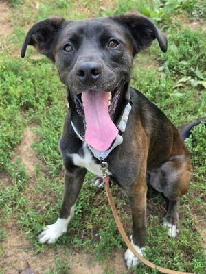 GUMBO, Labrador Retriever, adult, available for adoption