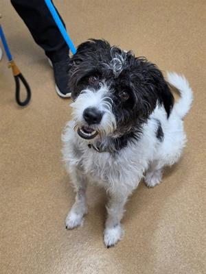 A small black and white dog with a scruffy coat is sitting on a beige floor, looking up with its mouth slightly open. The dog is wearing a collar and is attached to a blue leash held by a person standing behind it.