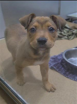 A small brown puppy standing on a tiled floor with a metal bowl and a blue towel nearby.