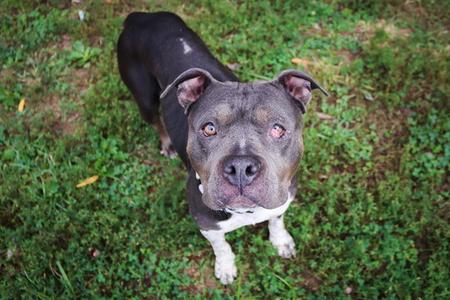 A gray and white pit bull terrier standing on grass, looking up at the camera.