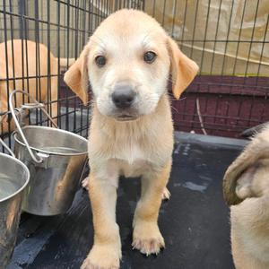 Eggie, young, available for adoption