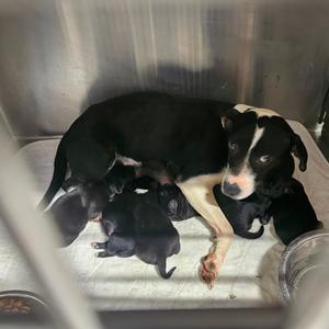 Gemma, Mixed Breed (Medium), young, available for adoption