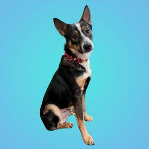 A dog