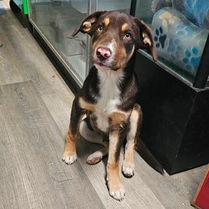 Mazda, Mixed Breed (Large), young, available for adoption
