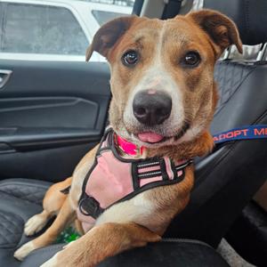 Debutante, Hound, young, available for adoption