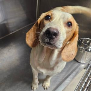 Huey, Beagle, young, available for adoption
