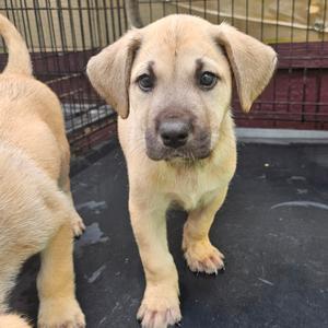 Peeps, young, available for adoption