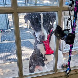M_Valentino, Mixed Breed (Medium), young, available for adoption