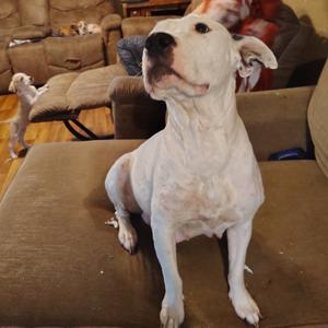 Darling, Dogo Argentino, young, available for adoption