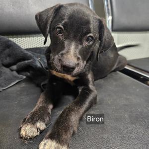 A black puppy with brown markings on its face and paws, lying on a dark surface. The puppy has large, expressive eyes and floppy ears. The name "Biron" is written in white text on the lower right corner of the image.