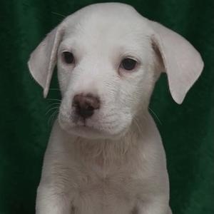 Ranger, Retriever, Labrador, puppy, available for adoption