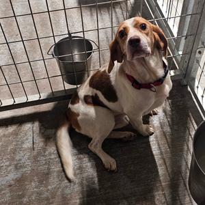 Oddin, Beagle, adult, available for adoption