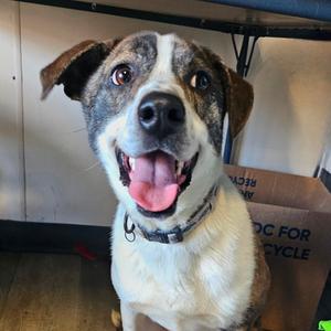 M_Snickers, young, available for adoption
