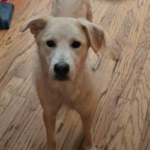 a dog
