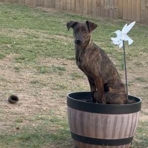 A brindle dog sits in a wooden planter in a grassy yard.