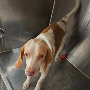 A brown and white dog standing in a metal enclosure, looking directly at the camera with its ears drooping down.