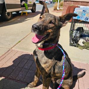 Dale, Retriever, Black Labrador, young, available for adoption