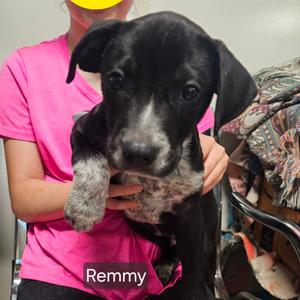 Remmy, Mixed Breed (Medium), puppy, available for adoption