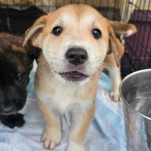Lily, young, available for adoption