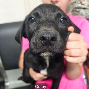 Colby, Mixed Breed (Medium), puppy, available for adoption