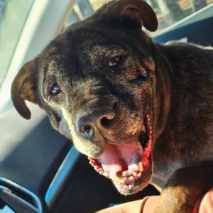 Doobert, Pei, Shar, adult, available for adoption