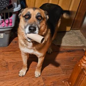 Deegan, Shepherd, adult, available for adoption