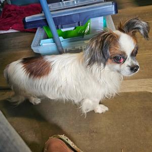Domino, Mixed Breed (Small), adult, available for adoption