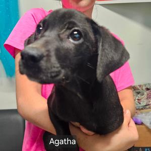 Agatha, Mixed Breed (Medium), puppy, available for adoption