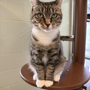 Juno, adult, available for adoption