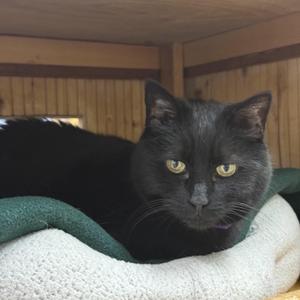 Sue, senior, available for adoption