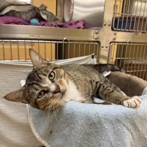 Bart, adult, available for adoption