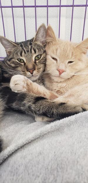 Huntingdon County Humane Society