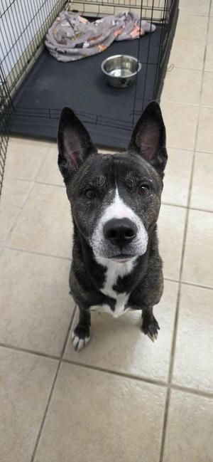 Knox, Australian Kelpie, adult, available for adoption
