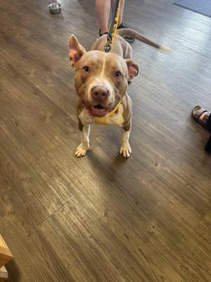 Titan, Pit Bull Terrier, adult, available for adoption