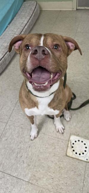 A brindle and white pit bull mix dog is sitting on a linoleum floor, looking up at the camera with its mouth open and tongue visible. The dog is wearing a green collar. To the left of the dog is a mattress with a blue covering, and to the right is a white object with black dots, possibly a vent cover.