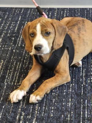 Trix, Beagle, puppy, available for adoption